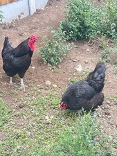 12 x Mixed Breed (tested ) Chicken  Eggs🐤lovely colours LARGE FOWL a3