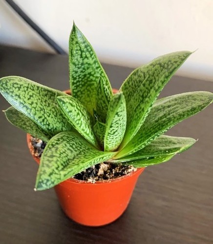 Haworthia potentially - haworthia, (potentially