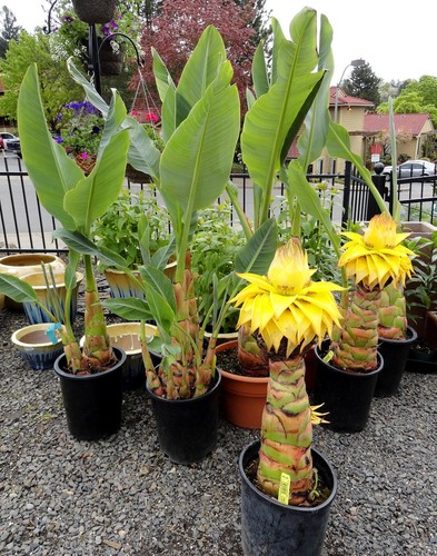 Hardy banana musa lasiocarpa - hardy,
