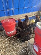 Partridge Cochins Chicken