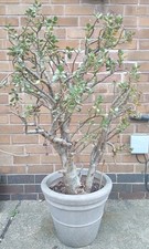 Crassula ovata jade money - jade,