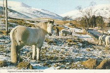 HIGHLAND PONIES WINTERING IN