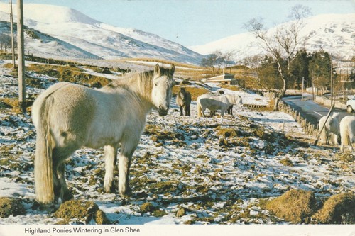 Highland ponies wintering - ponies,