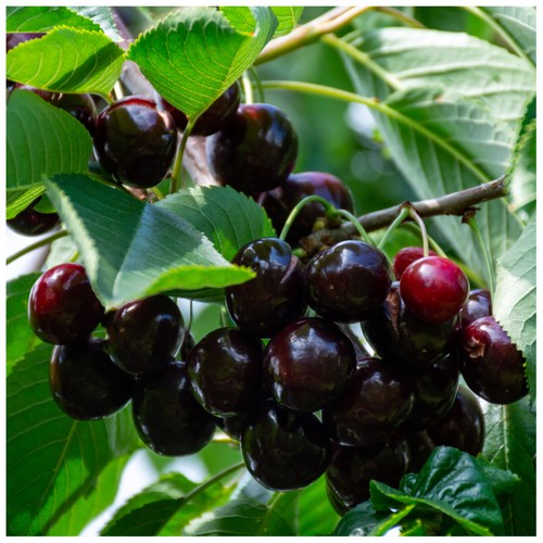 Sunburst cherry tree - 'sunburst',