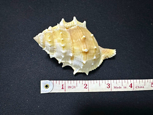 Spiny sea shell natural - shell,