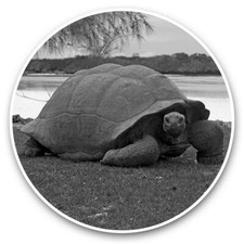 2 x Vinyl Stickers 25cm (bw) - Aldabra Giant Tortoise  #35307