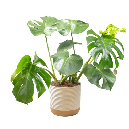Costa farms monstera swiss - costa,