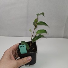 Ficus Benjamina Rooted Cutting Growing Plant Potted In nursery Pot