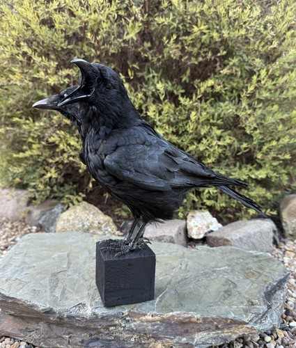 Taxidermy two headed crow - xl,