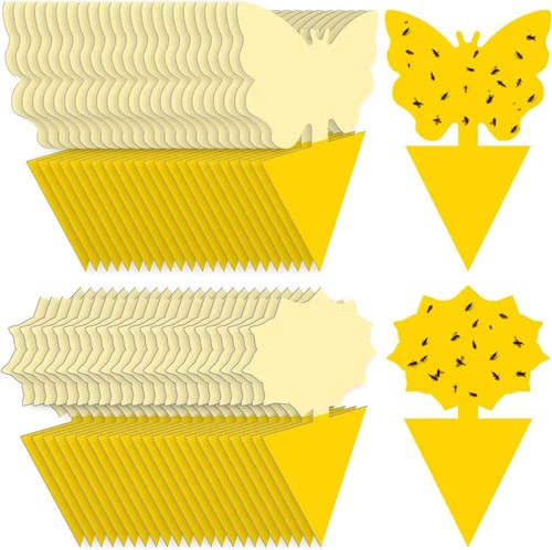 Pack fruit fly traps - fly,