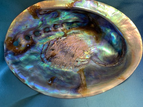 Large 12cm abalone paua shell - paua,