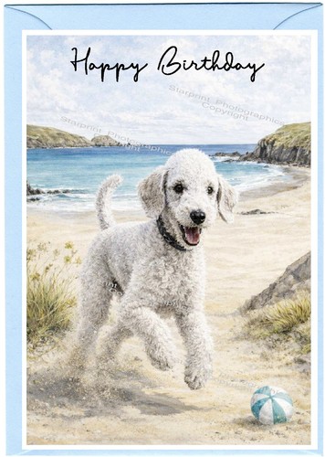 Bedlington terrier dog x - bedlington,