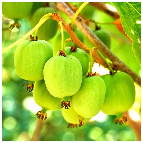 Self fertile mini kiwi fruit - self-fertile,