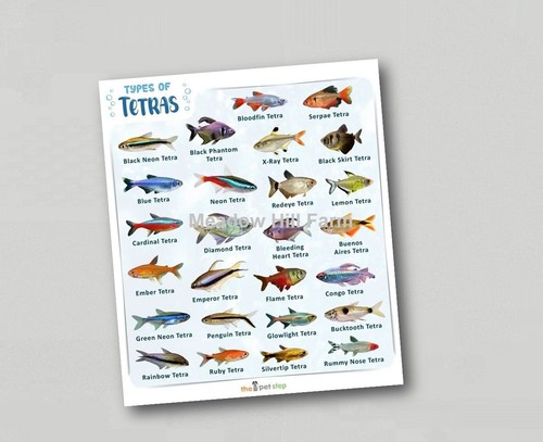 Fridge magnet tropical - fridge,