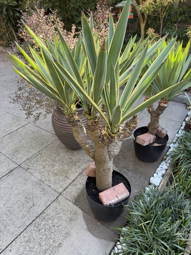 Yucca plant hardy - yucca,