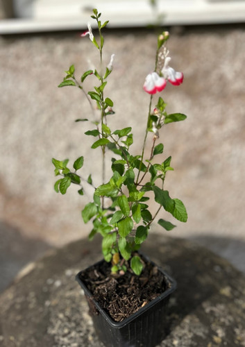 Salvia hot lips herbaceous - salvia,