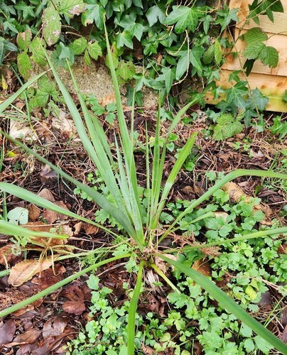 Yucca rostrata evergreen 70cm - rostrata, ,evergreen