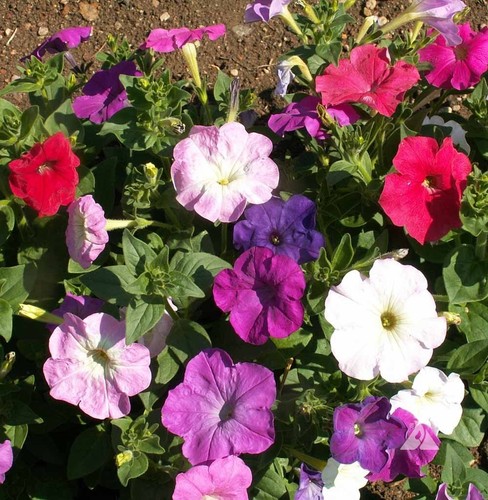 Dwarf petunia mix - petunia, seeds