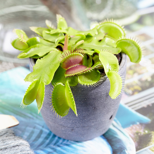 Venus fly trap dionea - venus,