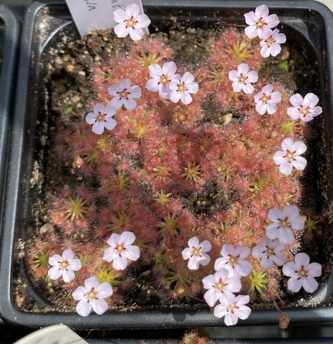 Drosera nitidula omissa - x,