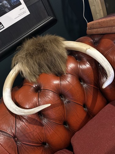 English bull horns mounted - bull,