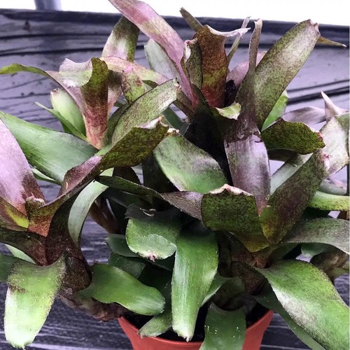 Striped fireball bromeliad - striped,