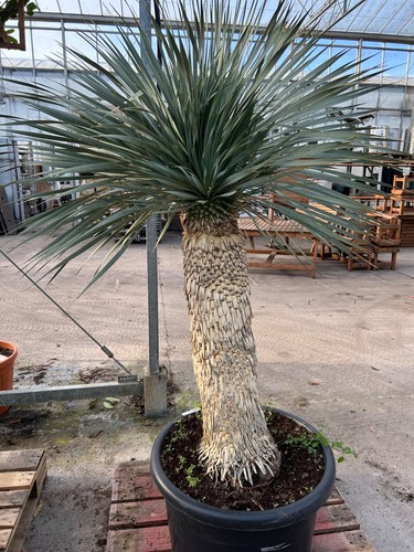 Yucca rostrata palm - 1,