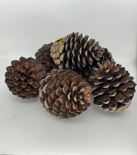 Pieces large - cm), 6