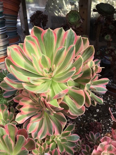 Aeonium goodness cutting - goodness,