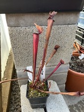 Sarracenia Liquorice lips from