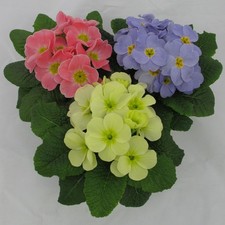 Very Healthy "Candy Mix"   F1 Mini Primrose Plug Plants X 6