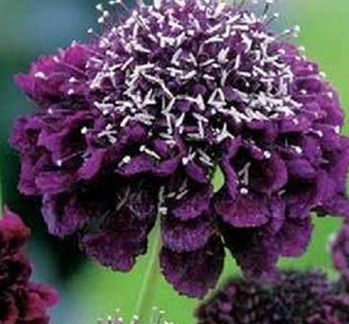 Giant russian scabiosa - scabiosa,