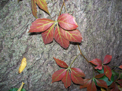 Seeds virginia creeper - seeds,