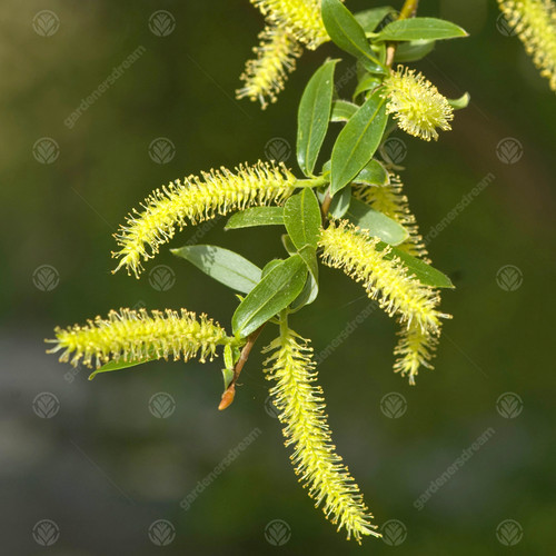 Salix sepulcralis var - salix,