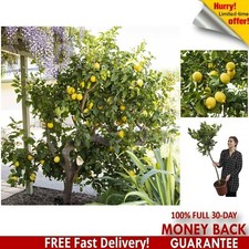 80 cm Large Fully Mature