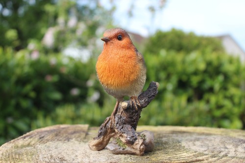 Vivid arts robin - arts, -indoor