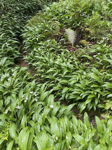 Extra free wild garlic - free,
