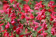 SALVIA SCARLET SAGE COCCINEA 675 FINEST SEEDS