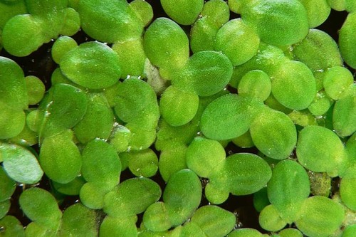 1000 duckweed floating live - duckweed,