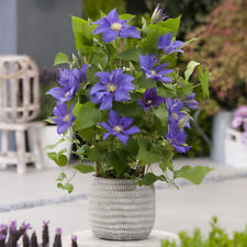 Patio Clematis, Olympia Boulevard, Hardy Compact, Long-Flowering, 10.5cm Potted