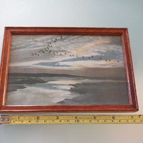 Vintage sir peter scott - vintage, print