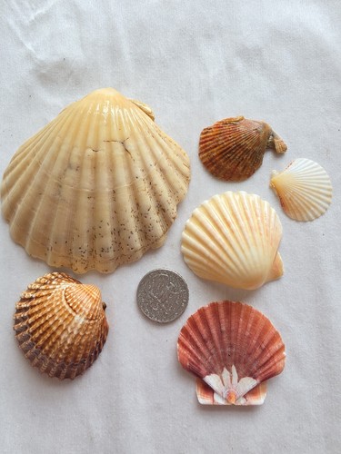 Sea shells from - shells,