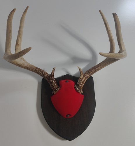 Large mounted eastern - large,