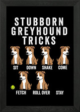 Stubborn Greyhound Tricks