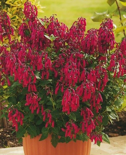 Phygelius red cape - phygelius, fuchsia