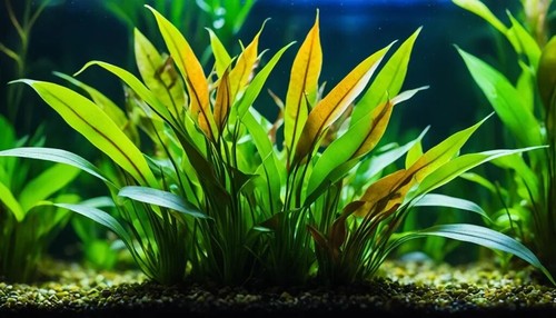 Cryptocoryne lucens aquarium - cryptocoryne,