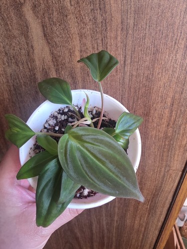 Philodendron micans 8cm pot - in,