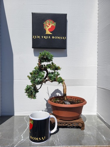 Juniper bonsai tree - juniper,