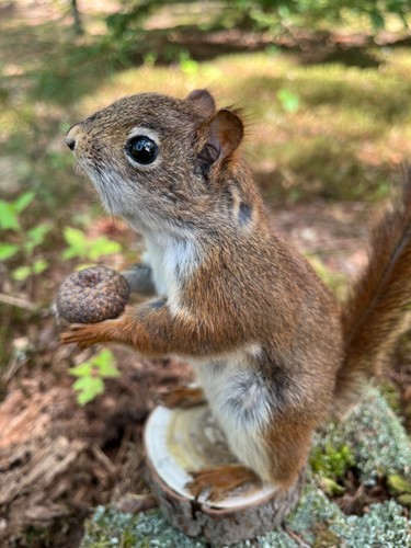 Red squirrel taxidermy - red,