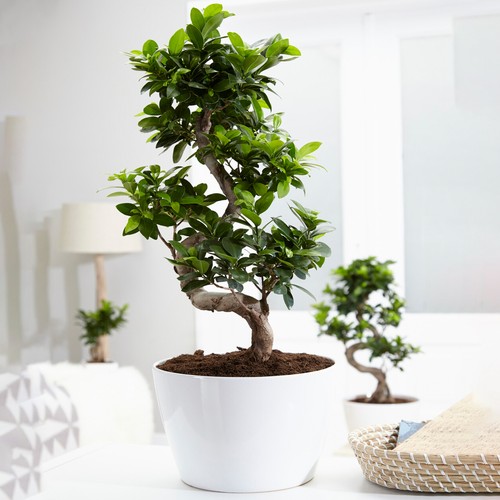 Ficus ginseng bonsai tree - bonsai,
